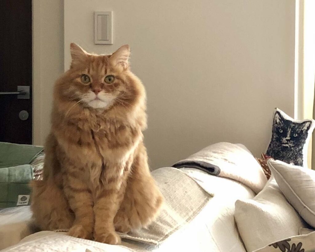 考え事をしているうちに……。【ふわもこメープルのまどろみ帖。vol.28】 長毛猫 保護猫 メープル | またまた、ちんまり感満載なぼく。 考え事をしているうちに……。【ふわもこメープルのまどろみ帖。vol.28】 長毛猫 保護猫 メープル | またまた、ちんまり感満載なぼく。