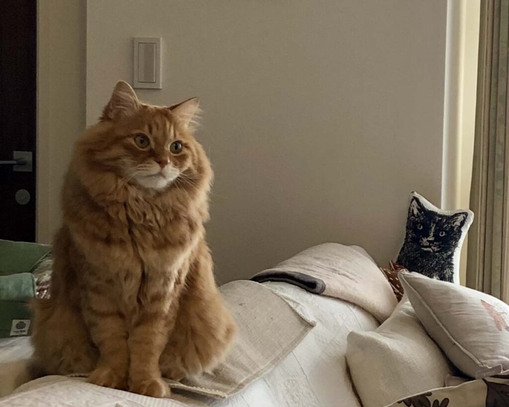 考え事をしているうちに……。【ふわもこメープルのまどろみ帖。vol.28】 長毛猫 保護猫 メープル | なんだか物憂げ。秋はセンチメンタルになるよね。 考え事をしているうちに……。【ふわもこメープルのまどろみ帖。vol.28】 長毛猫 保護猫 メープル | なんだか物憂げ。秋はセンチメンタルになるよね。