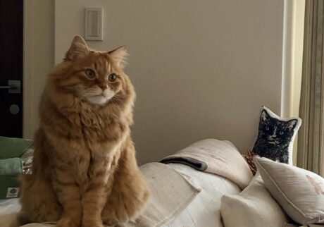 考え事をしているうちに……。【ふわもこメープルのまどろみ帖。vol.28】 長毛猫 保護猫 メープル | なんだか物憂げ。秋はセンチメンタルになるよね。