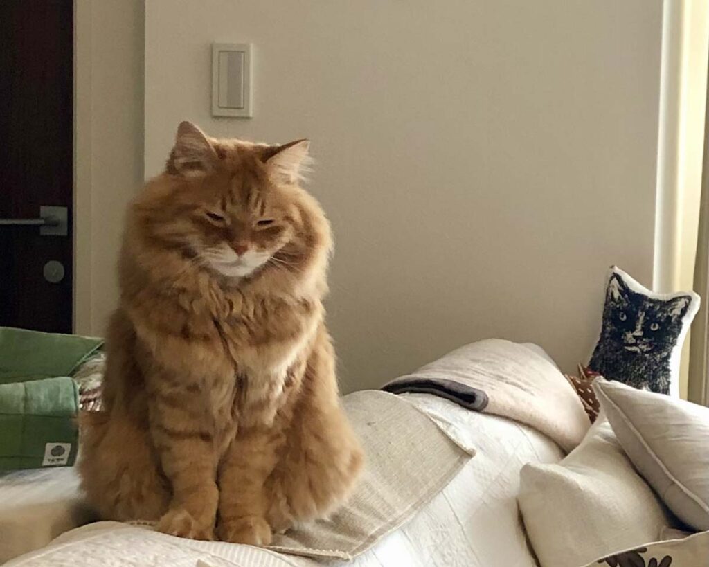 考え事をしているうちに……。【ふわもこメープルのまどろみ帖。vol.28】 長毛猫 保護猫 メープル | あれれ。考え事をしてるうちに、眠くなってきちゃった……。 考え事をしているうちに……。【ふわもこメープルのまどろみ帖。vol.28】 長毛猫 保護猫 メープル | あれれ。考え事をしてるうちに、眠くなってきちゃった……。