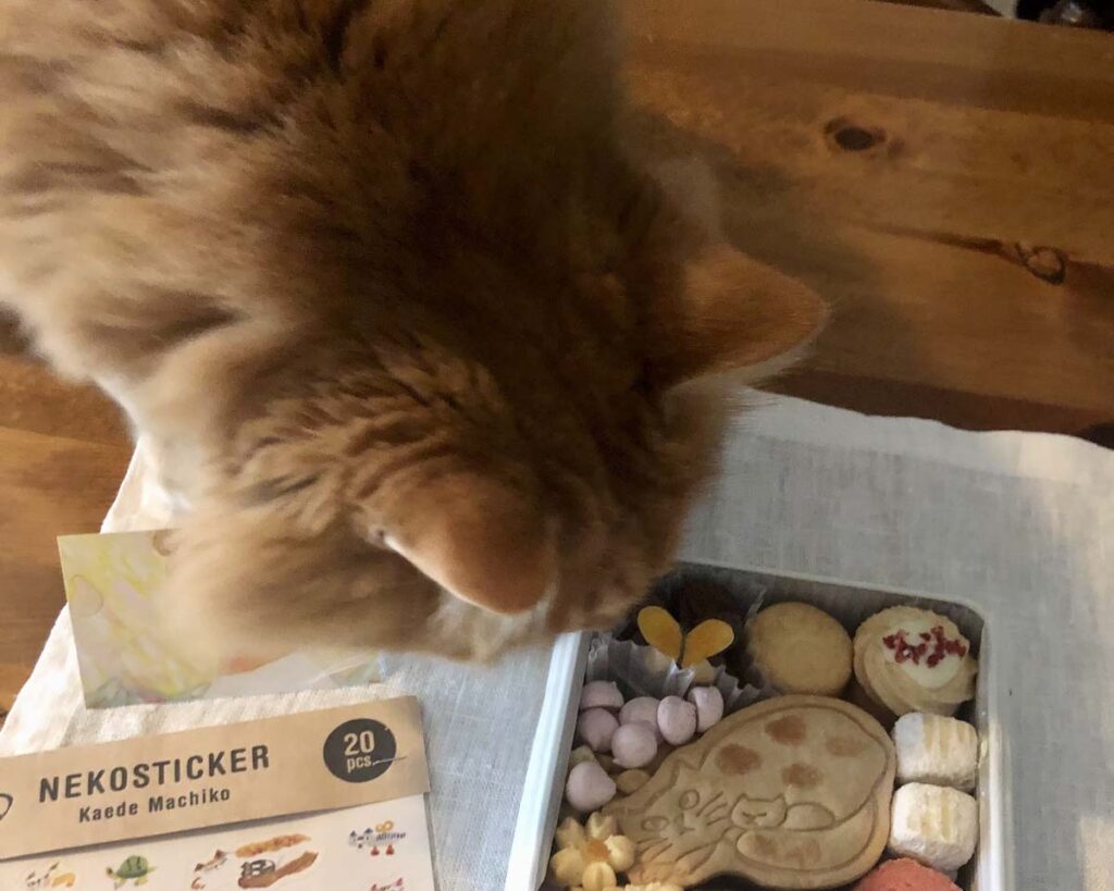 似たモノ同士?【ふわもこメープルのまどろみ帖。vol.29】 長毛猫 保護猫 メープル | おいしそう〜。ええ、ぼくのじゃないの? 似たモノ同士?【ふわもこメープルのまどろみ帖。vol.29】 長毛猫 保護猫 メープル | おいしそう〜。ええ、ぼくのじゃないの?