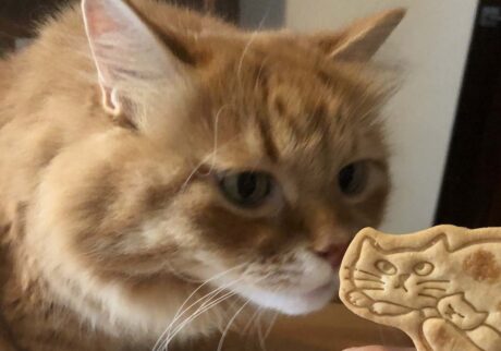 似たモノ同士?【ふわもこメープルのまどろみ帖。vol.29】 長毛猫 保護猫 メープル | くんくん。そっくりだって? 似たモノ同士?【ふわもこメープルのまどろみ帖。vol.29】 長毛猫 保護猫 メープル | くんくん。そっくりだって?