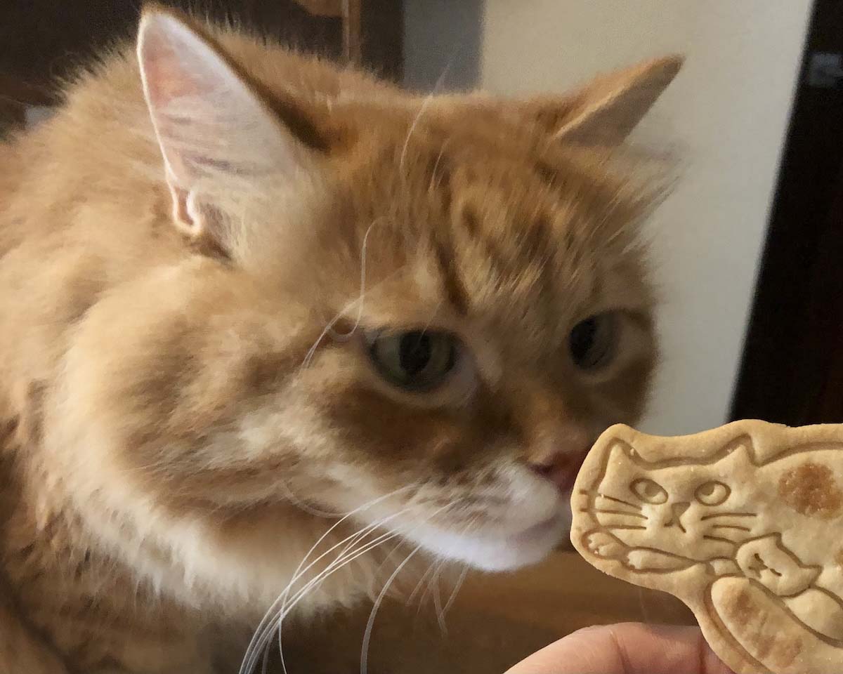 似たモノ同士?【ふわもこメープルのまどろみ帖。vol.29】