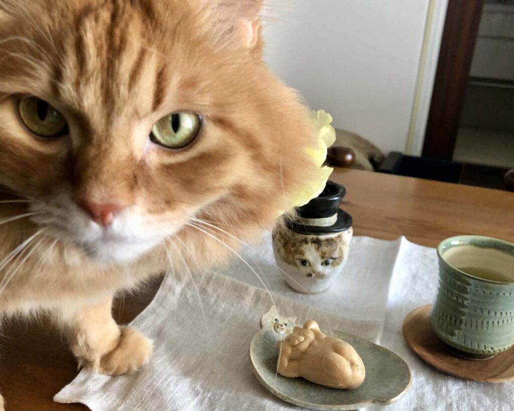 似たモノ同士?【ふわもこメープルのまどろみ帖。vol.29】 長毛猫 保護猫 メープル | ぼくにもおいしいおやつをくださーい! 似たモノ同士?【ふわもこメープルのまどろみ帖。vol.29】 長毛猫 保護猫 メープル | ぼくにもおいしいおやつをくださーい!