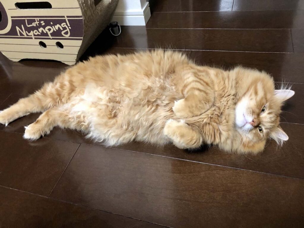 どうも、おばけです。【ふわもこメープルのまどろみ帖。vol.30】 長毛猫 保護猫 メープル | ハッピーハロウィン!! おばけポーズをしてみたよ。 どうも、おばけです。【ふわもこメープルのまどろみ帖。vol.30】 長毛猫 保護猫 メープル | ハッピーハロウィン!! おばけポーズをしてみたよ。