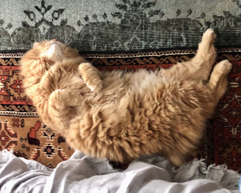 どうも、おばけです。【ふわもこメープルのまどろみ帖。vol.30】 長毛猫 保護猫 メープル | こっちのおばけポーズの方がこわい? どうも、おばけです。【ふわもこメープルのまどろみ帖。vol.30】 長毛猫 保護猫 メープル | こっちのおばけポーズの方がこわい?