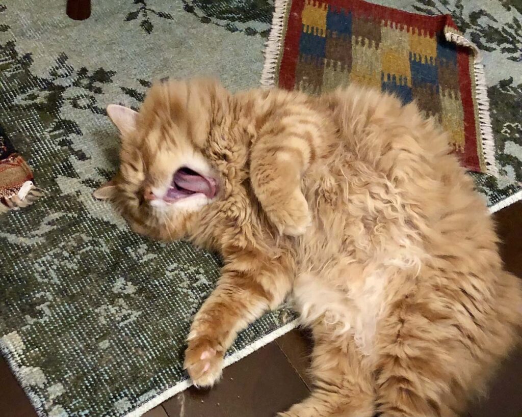 どうも、おばけです。【ふわもこメープルのまどろみ帖。vol.30】 長毛猫 保護猫 メープル | ベーー、変顔はどうかな? どうも、おばけです。【ふわもこメープルのまどろみ帖。vol.30】 長毛猫 保護猫 メープル | ベーー、変顔はどうかな?