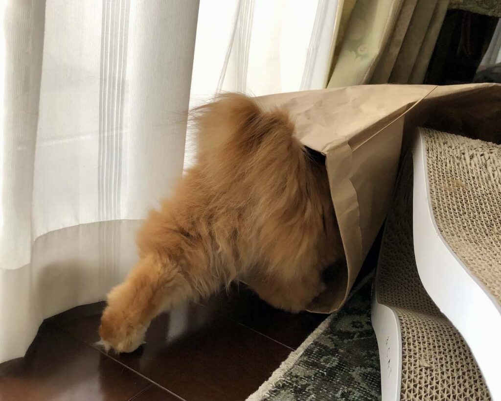 もふもふボディ、忘れないでね。 (最終回) 【ふわもこメープルのまどろみ帖。vol.31】 長毛猫 保護猫 メープル | ガサゴソガサゴソ……。え!? もう1か月経っちゃったって本当? もふもふボディ、忘れないでね。 (最終回) 【ふわもこメープルのまどろみ帖。vol.31】 長毛猫 保護猫 メープル | ガサゴソガサゴソ……。え!? もう1か月経っちゃったって本当?