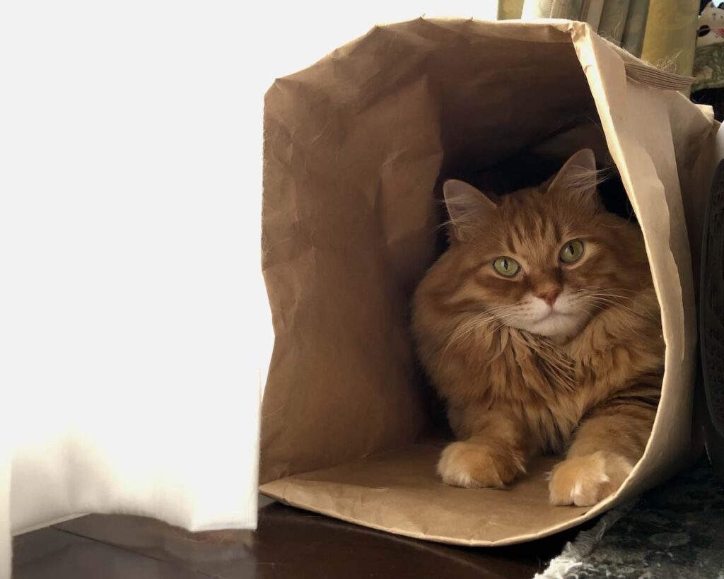 もふもふボディ、忘れないでね。 (最終回) 【ふわもこメープルのまどろみ帖。vol.31】 長毛猫 保護猫 メープル | 今日でお別れなんて、寂しいなぁ。 もふもふボディ、忘れないでね。 (最終回) 【ふわもこメープルのまどろみ帖。vol.31】 長毛猫 保護猫 メープル | 今日でお別れなんて、寂しいなぁ。