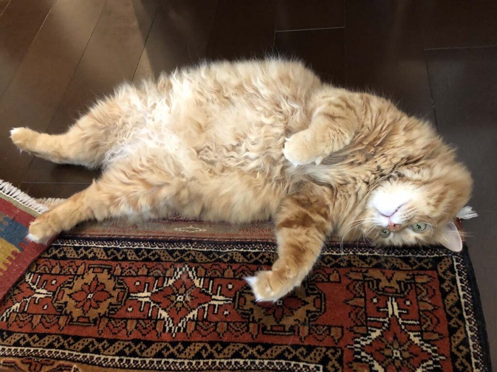 もふもふボディ、忘れないでね。 (最終回) 【ふわもこメープルのまどろみ帖。vol.31】 長毛猫 保護猫 メープル | ぼくのもふもふお腹、忘れないでね。 もふもふボディ、忘れないでね。 (最終回) 【ふわもこメープルのまどろみ帖。vol.31】 長毛猫 保護猫 メープル | ぼくのもふもふお腹、忘れないでね。