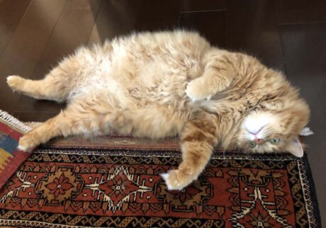 もふもふボディ、忘れないでね。 (最終回) 【ふわもこメープルのまどろみ帖。vol.31】 長毛猫 保護猫 メープル | ぼくのもふもふお腹、忘れないでね。 もふもふボディ、忘れないでね。 (最終回) 【ふわもこメープルのまどろみ帖。vol.31】 長毛猫 保護猫 メープル | ぼくのもふもふお腹、忘れないでね。