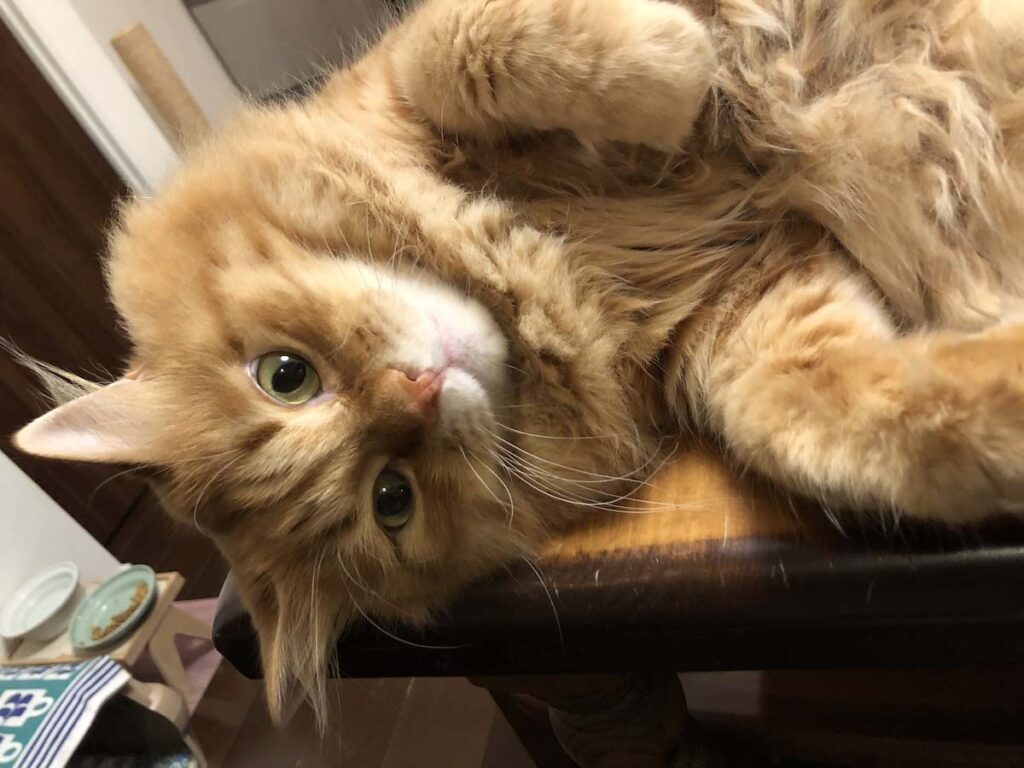 もふもふボディ、忘れないでね。 (最終回) 【ふわもこメープルのまどろみ帖。vol.31】 長毛猫 保護猫 メープル | みなさん、今までぼくのゆるい毎日を見てくれて、どうもありがとう〜。バイバイ、またね! もふもふボディ、忘れないでね。 (最終回) 【ふわもこメープルのまどろみ帖。vol.31】 長毛猫 保護猫 メープル | みなさん、今までぼくのゆるい毎日を見てくれて、どうもありがとう〜。バイバイ、またね!