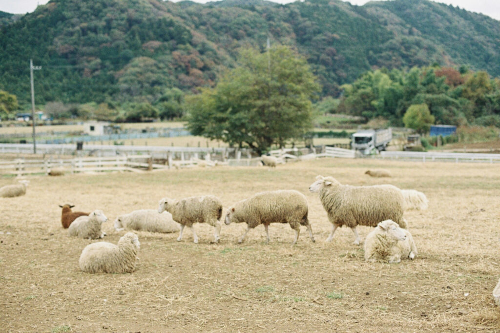 今月の写真家、今日の一枚。安藤 マミコ | みんな 今月の写真家、今日の一枚。安藤 マミコ