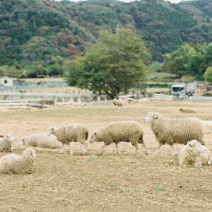 今月の写真家、今日の一枚。安藤 マミコ | みんな
