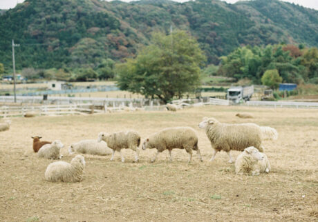 今月の写真家、今日の一枚。安藤 マミコ | みんな