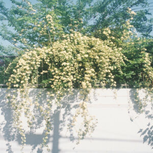 今月の写真家、今日の一枚。安藤 マミコ | 道