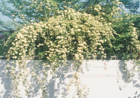 今月の写真家、今日の一枚。安藤 マミコ | 道 今月の写真家、今日の一枚。安藤 マミコ | 道