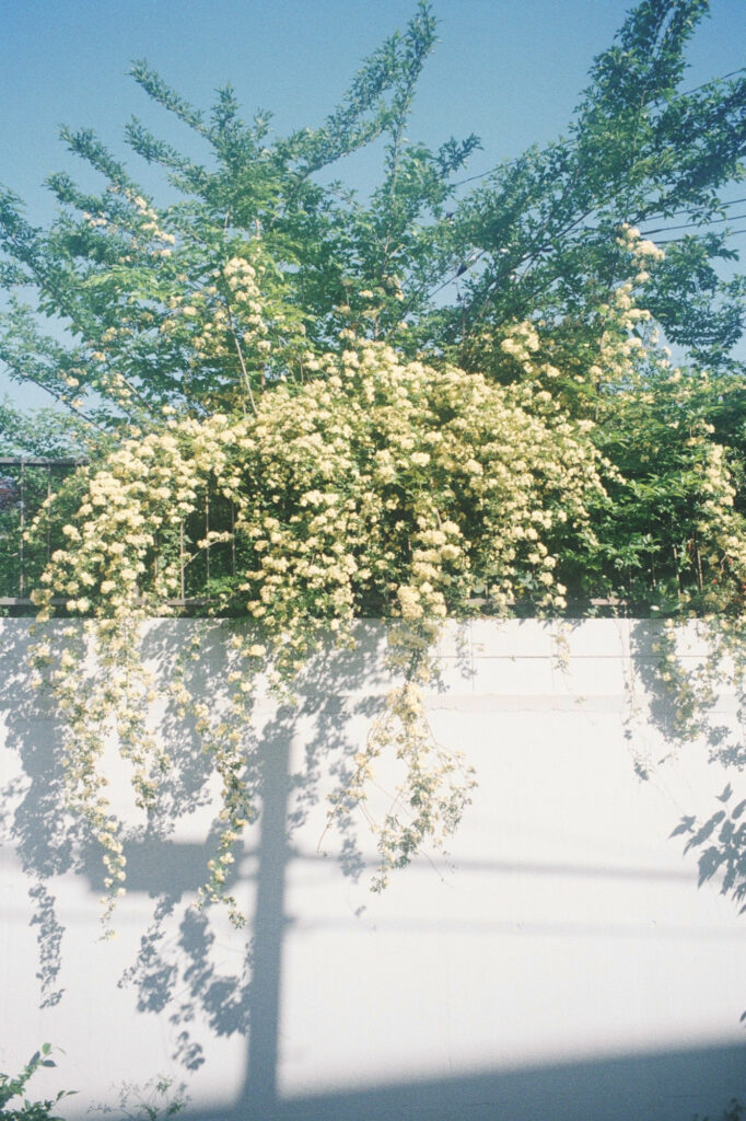 今月の写真家、今日の一枚。安藤 マミコ | 道 今月の写真家、今日の一枚。安藤 マミコ