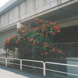 今月の写真家、今日の一枚。安藤 マミコ | 道