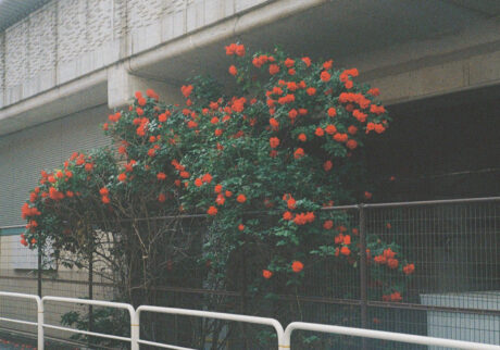 今月の写真家、今日の一枚。安藤 マミコ | 道