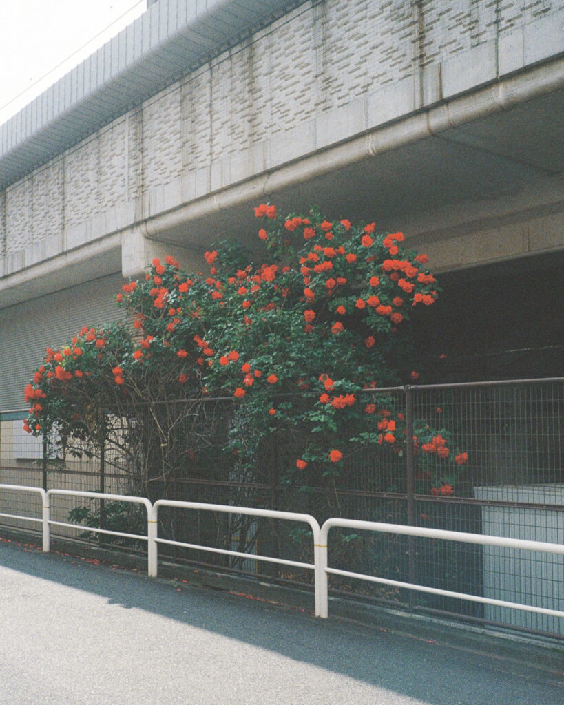今月の写真家、今日の一枚。安藤 マミコ