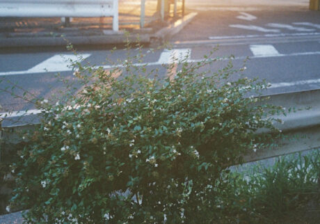 今月の写真家、今日の一枚。安藤 マミコ | みっけ