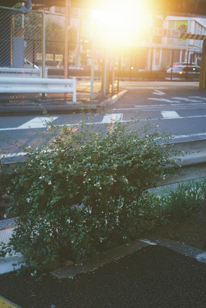 今月の写真家、今日の一枚。安藤 マミコ