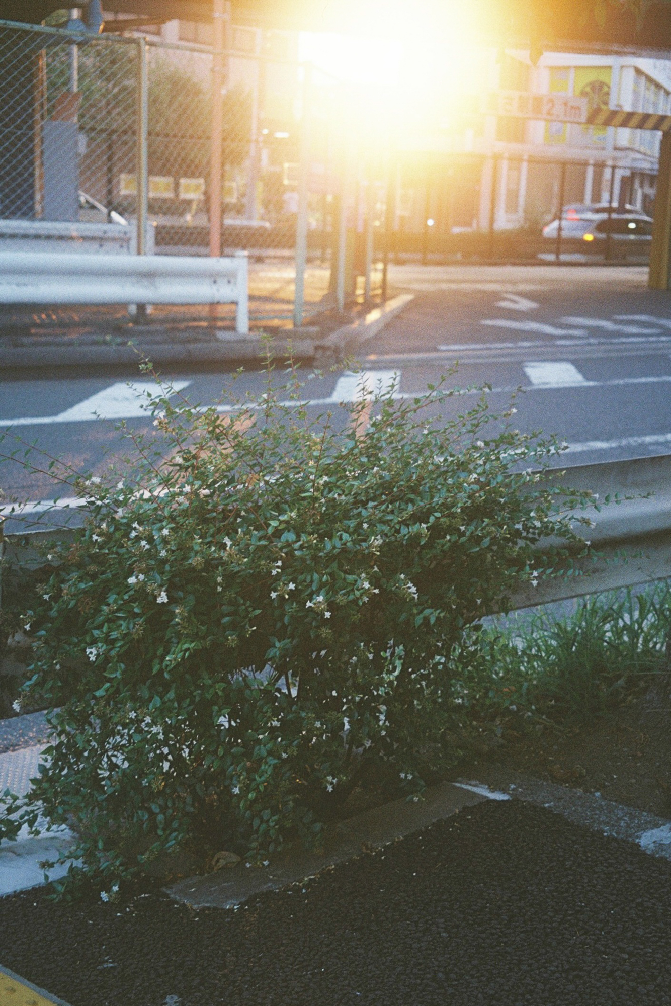 今月の写真家、今日の一枚。安藤 マミコ vol.24