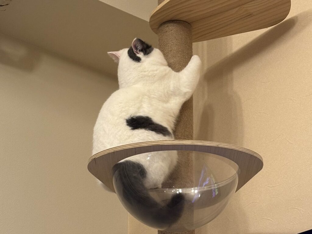 頂上にて、ひとやすみ。ブリティッシュショートヘア うずら | ぼくは、運動が大好き。宇宙船は得意の木登りスタイルで登るよ。