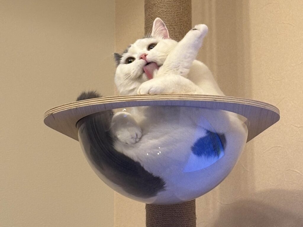 頂上にて、ひとやすみ。ブリティッシュショートヘア うずら | ふぅーー。疲れたから途中で休憩して、ペロペロ……。