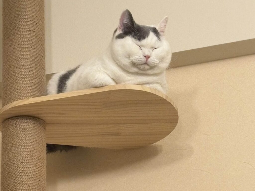 頂上にて、ひとやすみ。ブリティッシュショートヘア うずら | 頂上に着いたよ。さて、寝るとするか。おやすみー！！ 寝るのも大好きだよ。