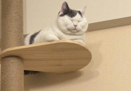 頂上にて、ひとやすみ。ブリティッシュショートヘア うずら | 頂上に着いたよ。さて、寝るとするか。おやすみー！！ 寝るのも大好きだよ。