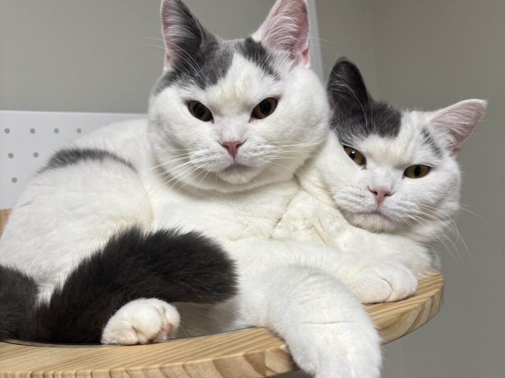 お久しぶりの、ハクマル兄ちゃん登場！ブリティッシュショートヘア うずら | 今日は、ぼくの兄ちゃんを紹介するね。とってもとっても優しい、ハクマル兄ちゃん。