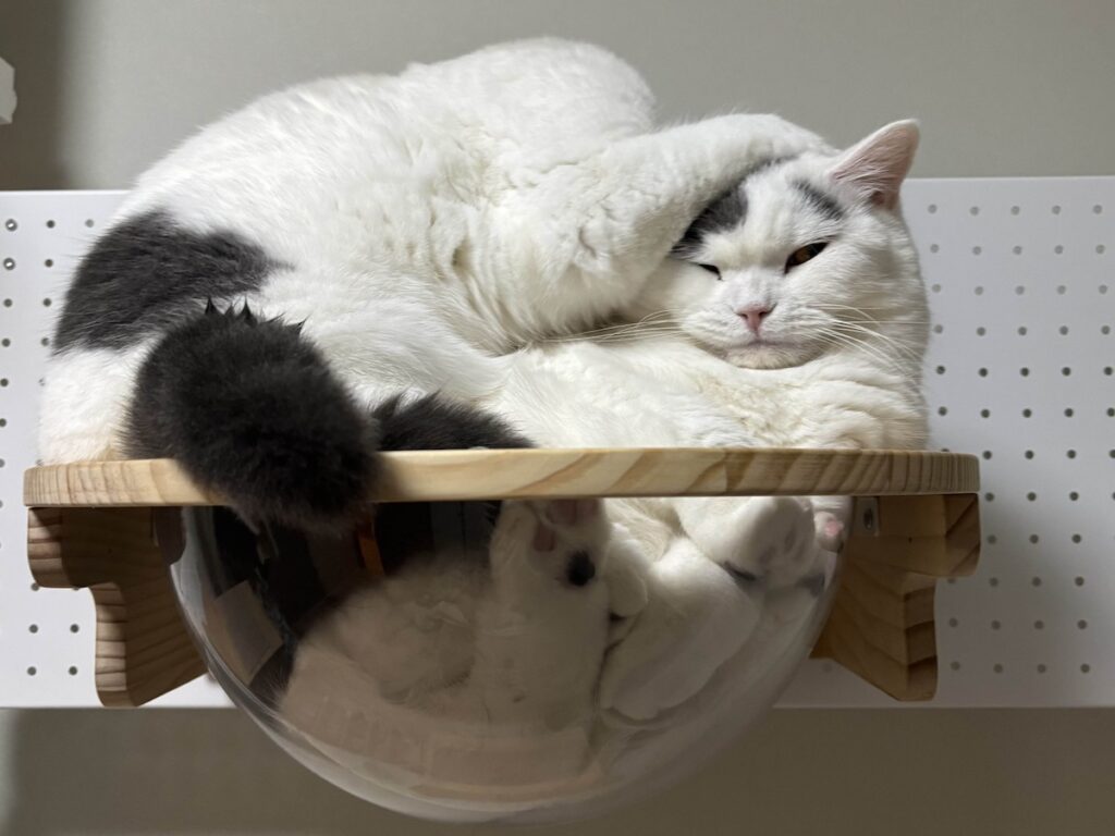 お久しぶりの、ハクマル兄ちゃん登場！ブリティッシュショートヘア うずら | だって、こんなことしても怒らないよ。ね？ 優しいでしょ？？
ハクマル(うーちゃん、やめてよ〜……泣)