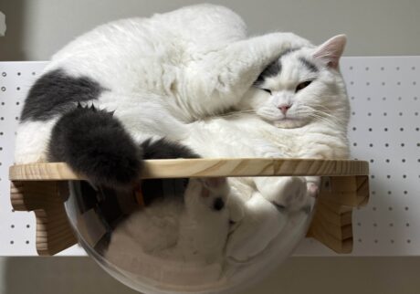 お久しぶりの、ハクマル兄ちゃん登場！ブリティッシュショートヘア うずら | だって、こんなことしても怒らないよ。ね？ 優しいでしょ？？
ハクマル(うーちゃん、やめてよ〜……泣)