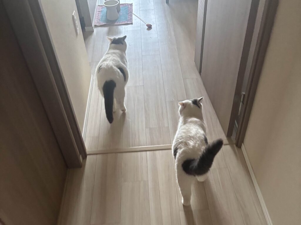 朝ごはん誘導隊長です。ブリティッシュショートヘア うずら | 朝起きたら必ず、ぼくたちはかあちゃんをご飯の場所まで連れて行くの。かあちゃんは、「朝ごはん誘導隊」って呼んでくるよ。 朝ごはん誘導隊長です。ブリティッシュショートヘア うずら | 朝起きたら必ず、ぼくたちはかあちゃんをご飯の場所まで連れて行くの。かあちゃんは、「朝ごはん誘導隊」って呼んでくるよ。