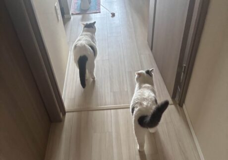 朝ごはん誘導隊長です。ブリティッシュショートヘア うずら | 朝起きたら必ず、ぼくたちはかあちゃんをご飯の場所まで連れて行くの。かあちゃんは、「朝ごはん誘導隊」って呼んでくるよ。