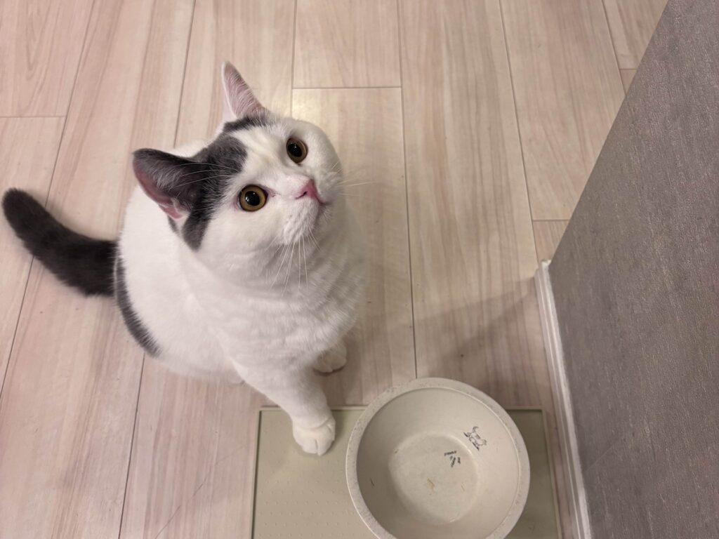 朝ごはん誘導隊長です。ブリティッシュショートヘア うずら | もちろん隊長は、ぼくだよ。いつも先に着いて待ってるの。ハクマル兄ちゃんまだ? 遅いよ?? 朝ごはん誘導隊長です。ブリティッシュショートヘア うずら | もちろん隊長は、ぼくだよ。いつも先に着いて待ってるの。ハクマル兄ちゃんまだ? 遅いよ??