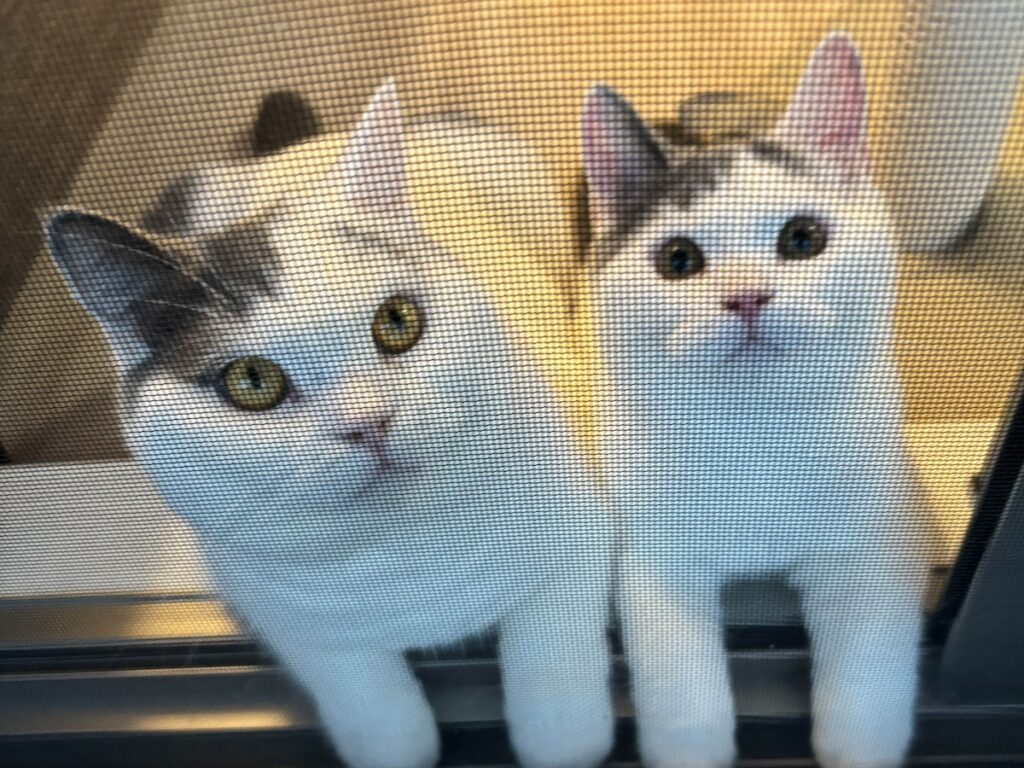 簡単には通しませんよ!ブリティッシュショートヘア うずら | ぼくは今日、ニャルソックをして我が家の安全を見守っていたよ。ハクマル兄ちゃんと仲良くやってたから、かあちゃんに褒められたんだ。 簡単には通しませんよ!ブリティッシュショートヘア うずら | ぼくは今日、ニャルソックをして我が家の安全を見守っていたよ。ハクマル兄ちゃんと仲良くやってたから、かあちゃんに褒められたんだ。