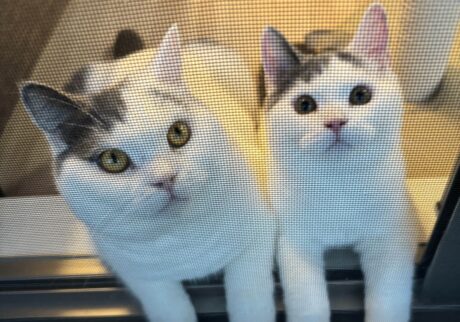 簡単には通しませんよ!ブリティッシュショートヘア うずら | ぼくは今日、ニャルソックをして我が家の安全を見守っていたよ。ハクマル兄ちゃんと仲良くやってたから、かあちゃんに褒められたんだ。 簡単には通しませんよ!ブリティッシュショートヘア うずら | ぼくは今日、ニャルソックをして我が家の安全を見守っていたよ。ハクマル兄ちゃんと仲良くやってたから、かあちゃんに褒められたんだ。