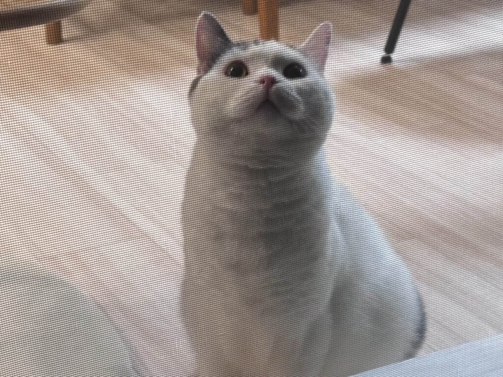 簡単には通しませんよ!ブリティッシュショートヘア うずら | あれ? 兄ちゃんどこ行った? すぐさぼるんだから……。でもぼくは強いから、1人でも平気だよ。 簡単には通しませんよ!ブリティッシュショートヘア うずら | あれ? 兄ちゃんどこ行った? すぐさぼるんだから……。でもぼくは強いから、1人でも平気だよ。