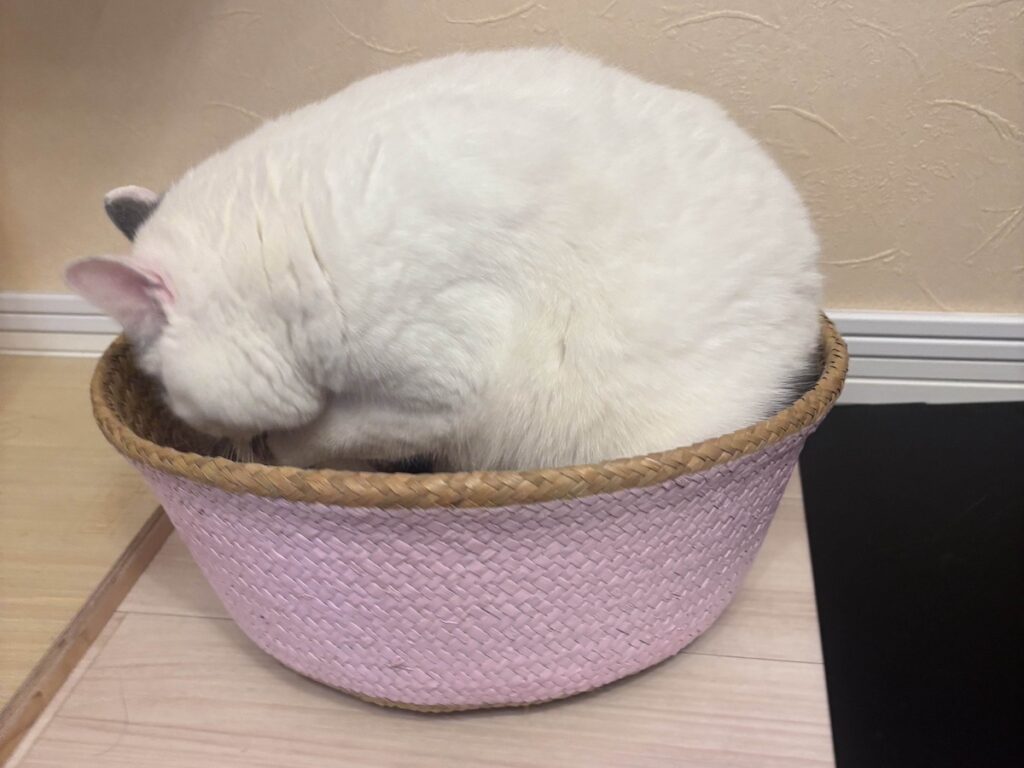 検品の結果は……?ブリティッシュショートヘア うずら | ぼくはカゴや箱が大好き。また、かあちゃんが気になるものを買ってきたよ。まずは匂いチェックで検品! クンクン……。 検品の結果は……?ブリティッシュショートヘア うずら | ぼくはカゴや箱が大好き。また、かあちゃんが気になるものを買ってきたよ。まずは匂いチェックで検品! クンクン……。