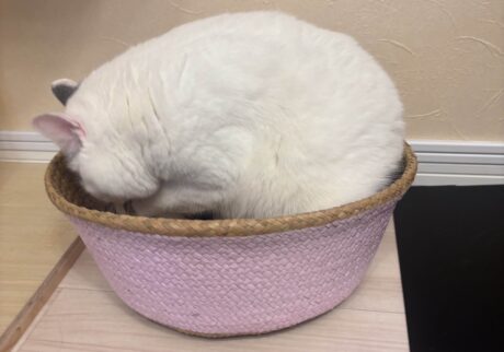 検品の結果は……?ブリティッシュショートヘア うずら | ぼくはカゴや箱が大好き。また、かあちゃんが気になるものを買ってきたよ。まずは匂いチェックで検品! クンクン……。 検品の結果は……?ブリティッシュショートヘア うずら | ぼくはカゴや箱が大好き。また、かあちゃんが気になるものを買ってきたよ。まずは匂いチェックで検品! クンクン……。