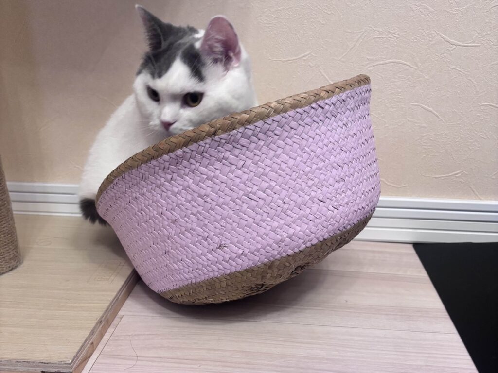 検品の結果は……?ブリティッシュショートヘア うずら | 合格! でも、なんかこれグラグラする。怖いなぁ〜。 検品の結果は……?ブリティッシュショートヘア うずら | 合格! でも、なんかこれグラグラする。怖いなぁ〜。