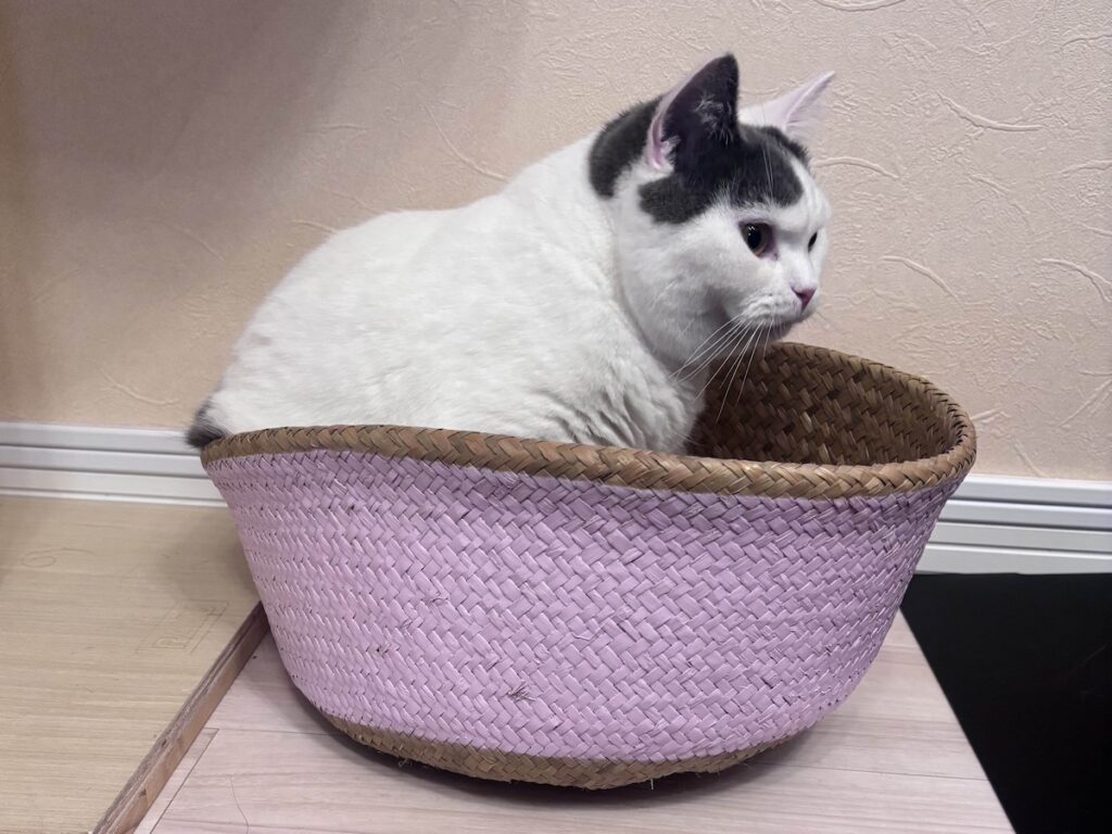 検品の結果は……?ブリティッシュショートヘア うずら | なんとかセーフ。うーん、これは星ふたつ? かな? 検品の結果は……?ブリティッシュショートヘア うずら | なんとかセーフ。うーん、これは星ふたつ? かな?