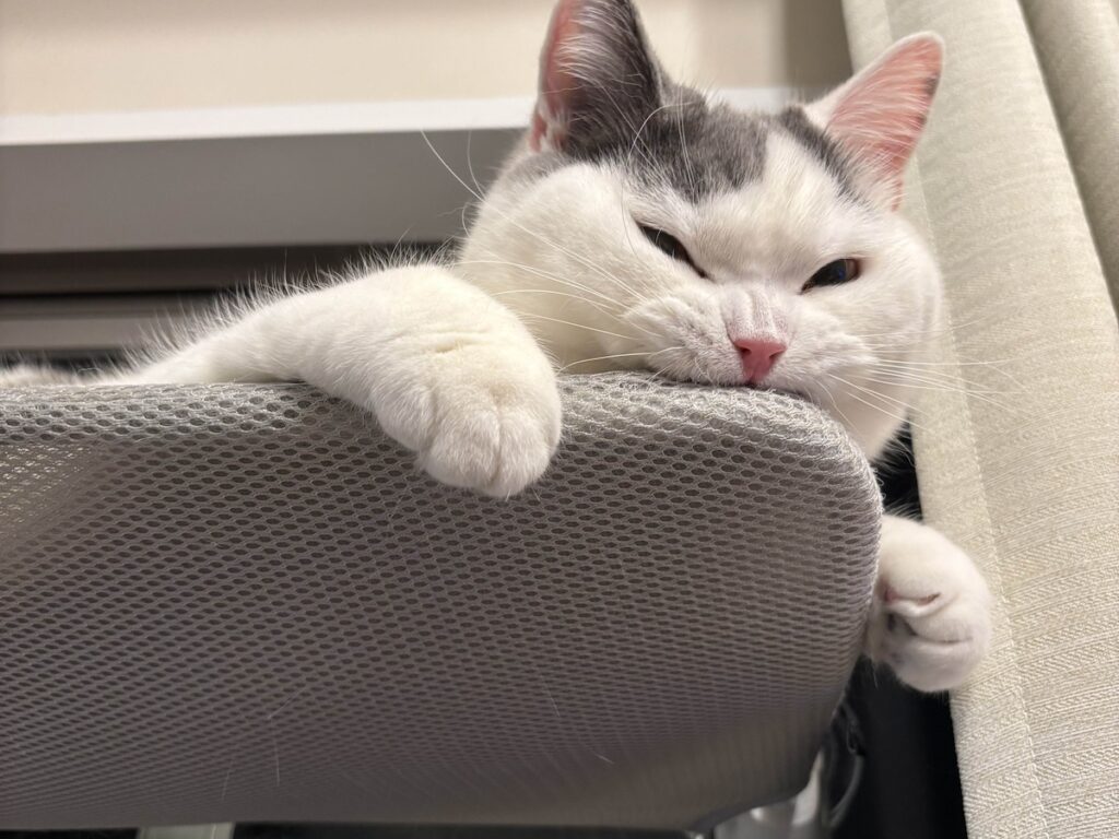 たまらない、この噛み心地。ブリティッシュショートヘア うずら | ぼくね、窓ベットに乗るとすぐ噛み噛みしちゃうの。なんでだろ。歯磨きしてる気持ちになるんだよね。 たまらない、この噛み心地。ブリティッシュショートヘア うずら | ぼくね、窓ベットに乗るとすぐ噛み噛みしちゃうの。なんでだろ。歯磨きしてる気持ちになるんだよね。