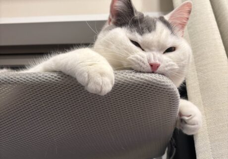 たまらない、この噛み心地。ブリティッシュショートヘア うずら | ぼくね、窓ベットに乗るとすぐ噛み噛みしちゃうの。なんでだろ。歯磨きしてる気持ちになるんだよね。 たまらない、この噛み心地。ブリティッシュショートヘア うずら | ぼくね、窓ベットに乗るとすぐ噛み噛みしちゃうの。なんでだろ。歯磨きしてる気持ちになるんだよね。