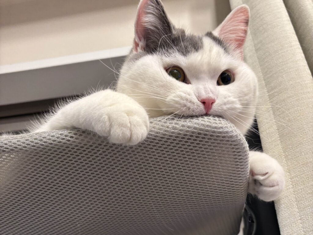 たまらない、この噛み心地。ブリティッシュショートヘア うずら | ぐぐぐぐぐぐっ! 母ちゃんが「うーちゃん、やめて、壊れちゃうよ?」って言ってくるけど、もうやめられない。ちなみに、1代目のベットはぼくが破ってやったさ! たまらない、この噛み心地。ブリティッシュショートヘア うずら | ぐぐぐぐぐぐっ! 母ちゃんが「うーちゃん、やめて、壊れちゃうよ?」って言ってくるけど、もうやめられない。ちなみに、1代目のベットはぼくが破ってやったさ!