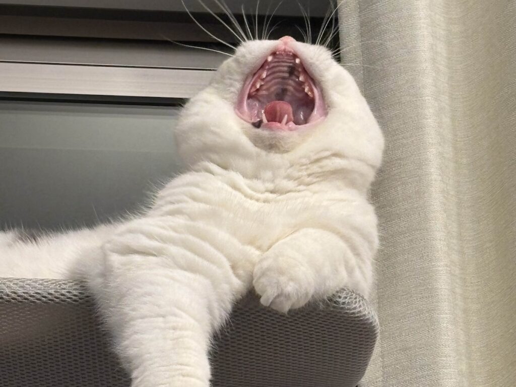 たまらない、この噛み心地。ブリティッシュショートヘア うずら | ふぁーーーーー。なんだか、眠くなっちゃった……。噛み疲れちゃったよ。 たまらない、この噛み心地。ブリティッシュショートヘア うずら | ふぁーーーーー。なんだか、眠くなっちゃった……。噛み疲れちゃったよ。