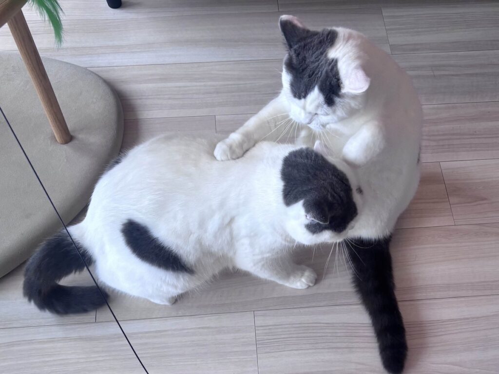 にゃんプロ？ いえいえお稽古です。ブリティッシュショートヘア うずら | 我が家ではね、ねこ同士の喧嘩をにゃんプロとは言わず、お稽古って言うんだよ。